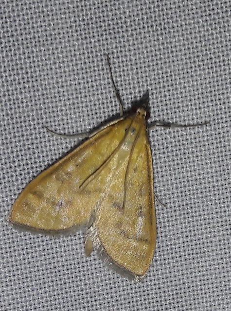 Mecyna