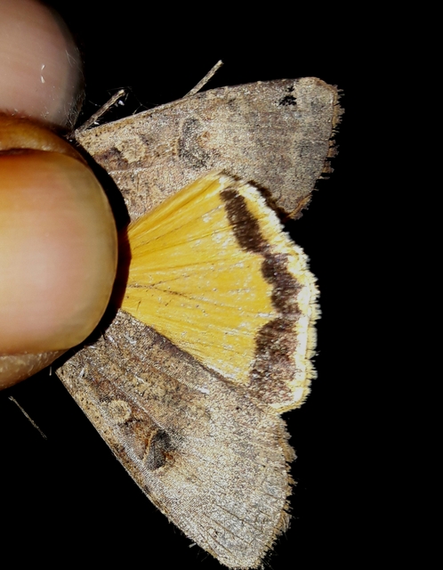 Noctua pronuba - nagy sárgafűbagoly
