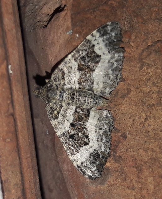 Epirrhoe alternata - galaj-tarkaaraszoló