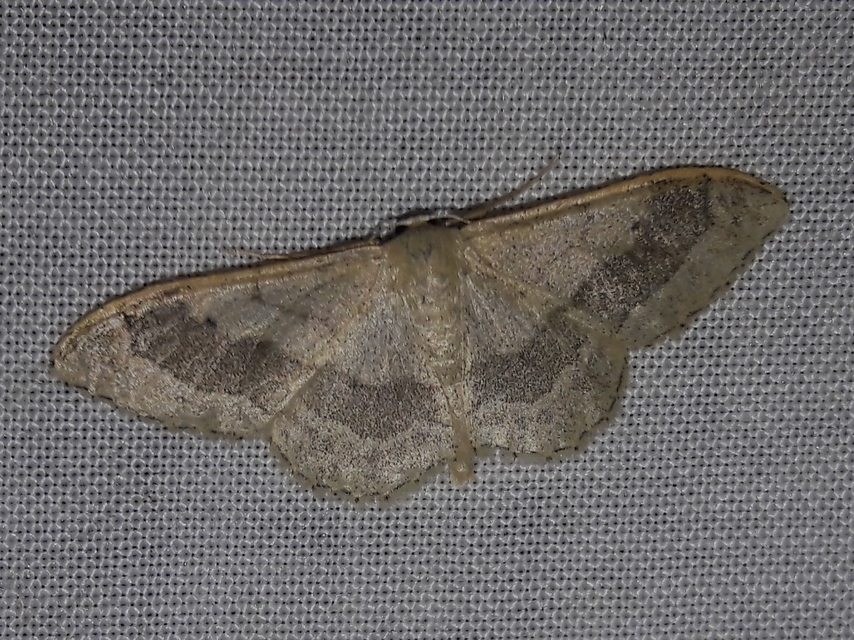 Idaea aversata - nagy sávosaraszoló