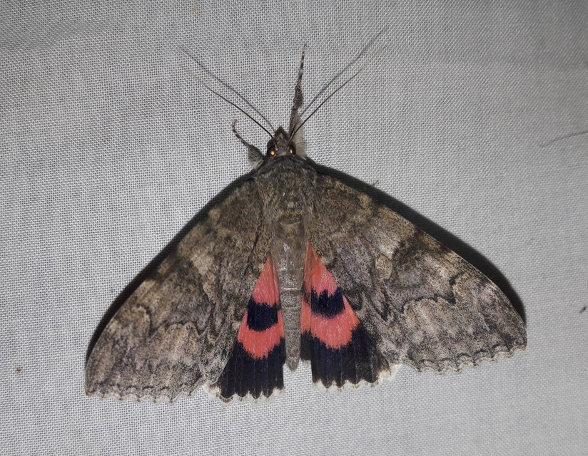 Catocala nupta - piros övesbagoly