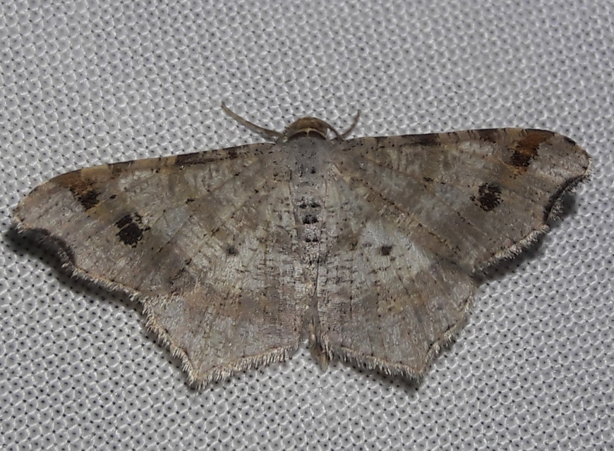 Macaria alternata - közönséges szürkearaszoló
