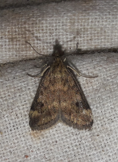 Pyrausta despicata - réti bíbormoly