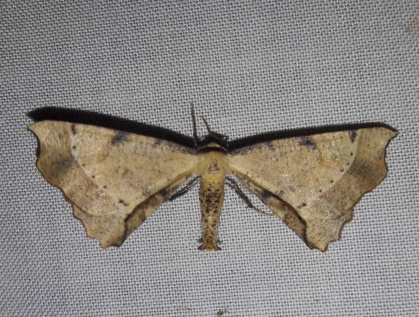 Artiora evonymaria - kecskerágó-araszoló