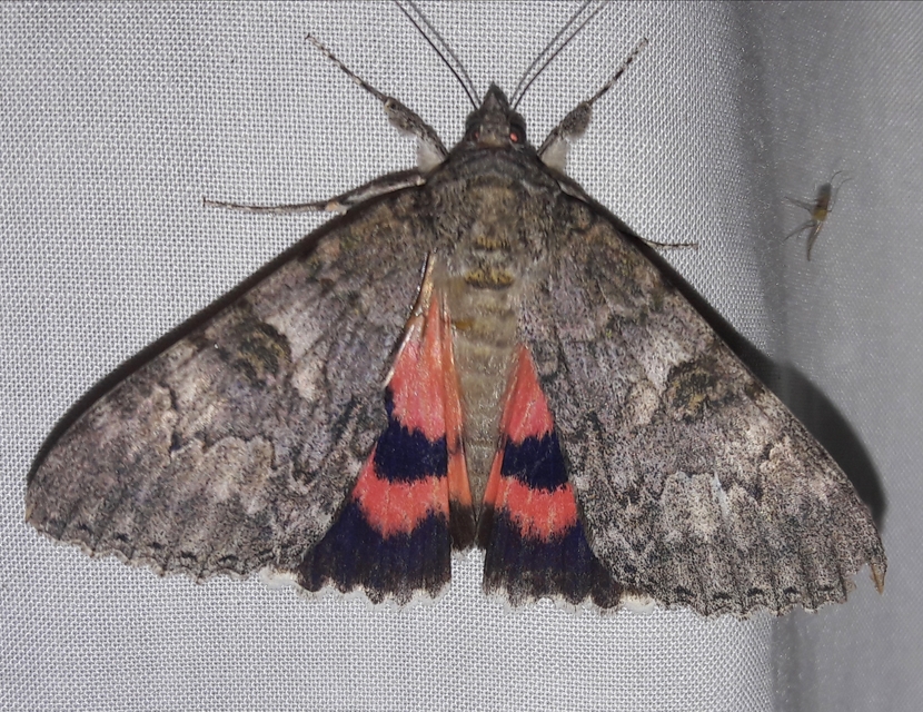 Catocala nupta - piros övesbagoly