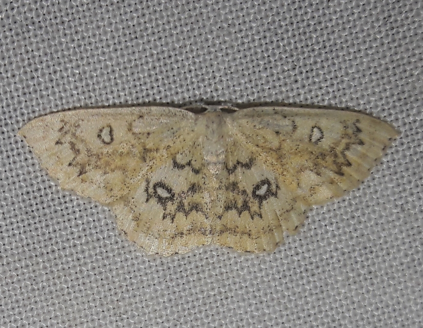 Cyclophora annularia - gyűrűs pettyesaraszoló