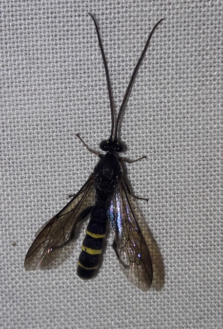 Metopius fuscipennis