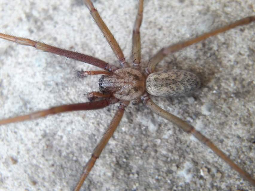 Eratigena atrica - nagy zugpók