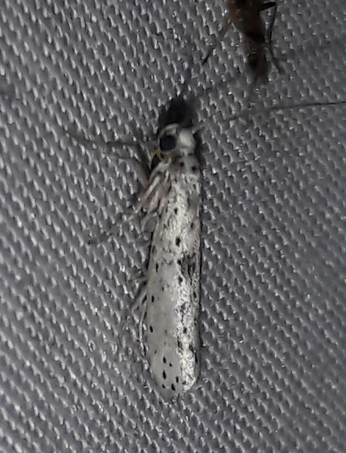 Yponomeuta plumbella - pókhálós bengemoly