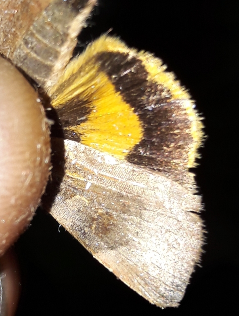 Noctua janthe - lappangó sárgafűbagoly