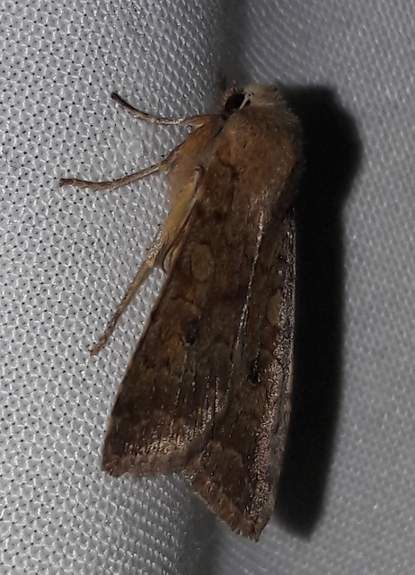 Sunira circellaris - okkersárga őszibagoly