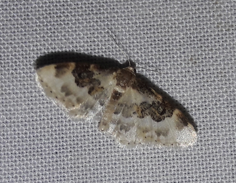 Idaea rusticata - tarka apróaraszoló