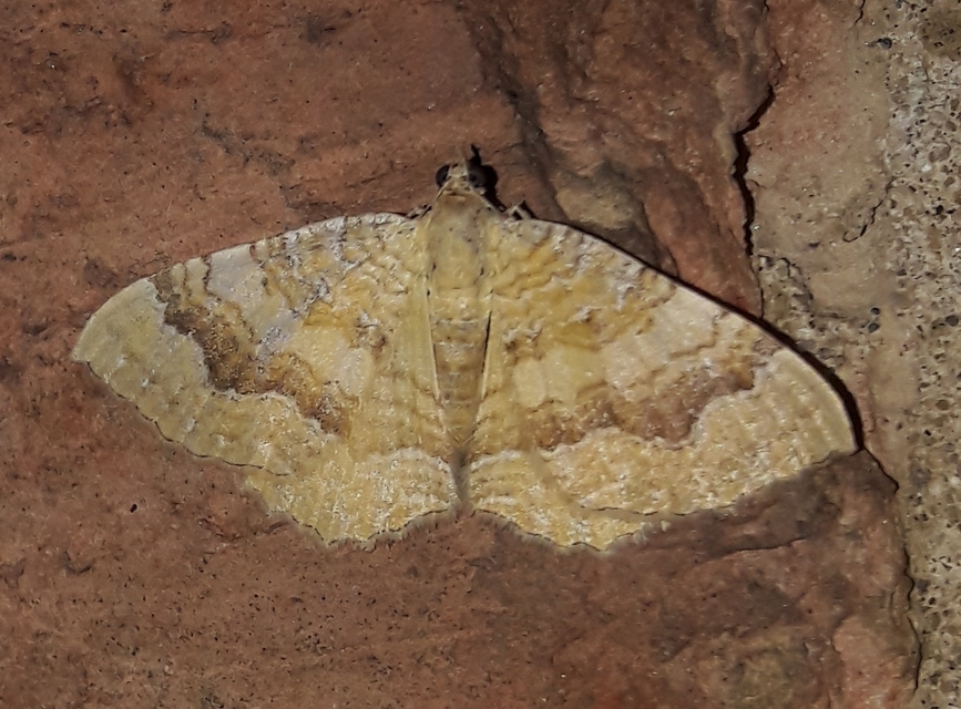 Camptogramma bilineata - kétvonalas sávosaraszoló
