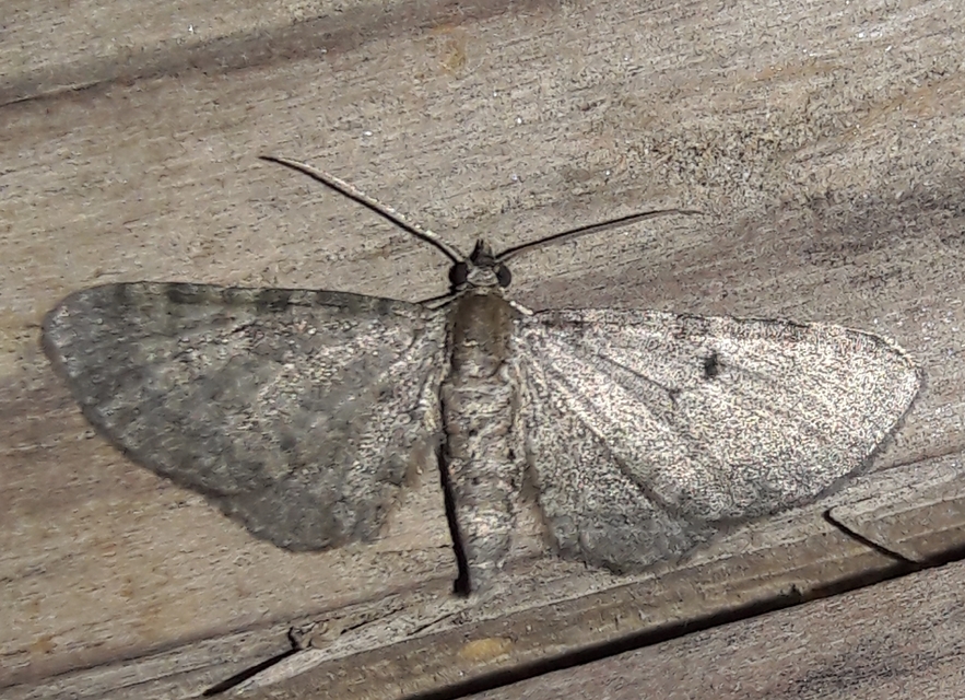 Eupithecia selinata - lápi törpearaszoló