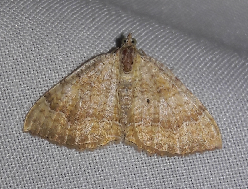 Camptogramma bilineata - kétvonalas sávosaraszoló