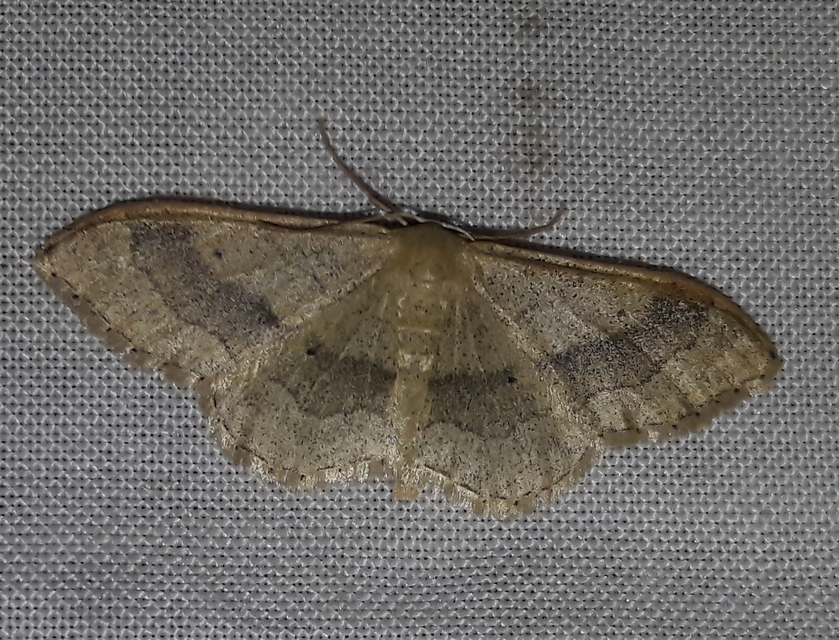 Idaea aversata - nagy sávosaraszoló