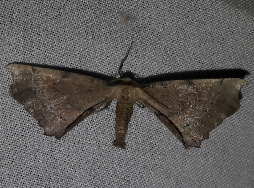 Artiora evonymaria - kecskerágó-araszoló