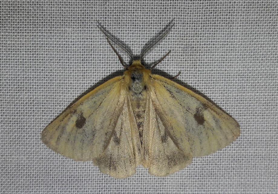 Diacrisia sannio - vörösszélű medvelepke