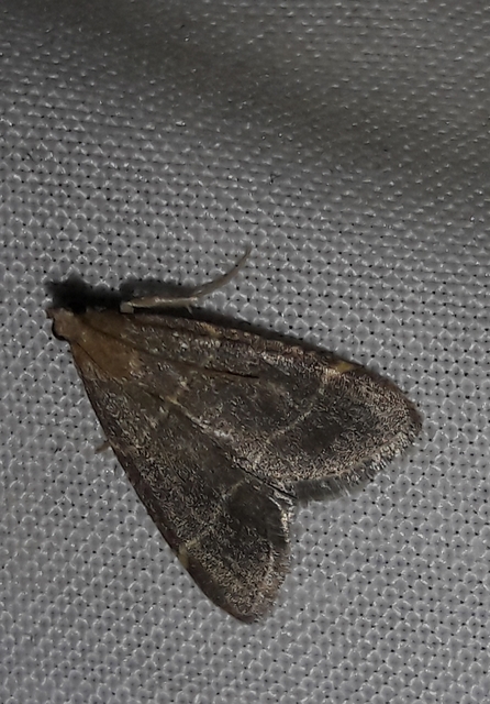Hypsopygia glaucinalis - rezes fényilonca