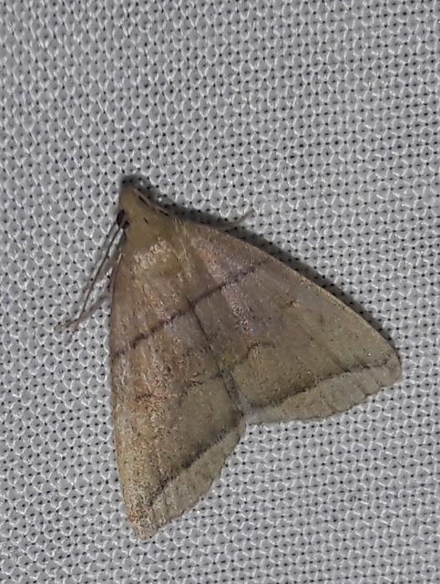 Herminia grisealis - ligeti karcsúbagoly
