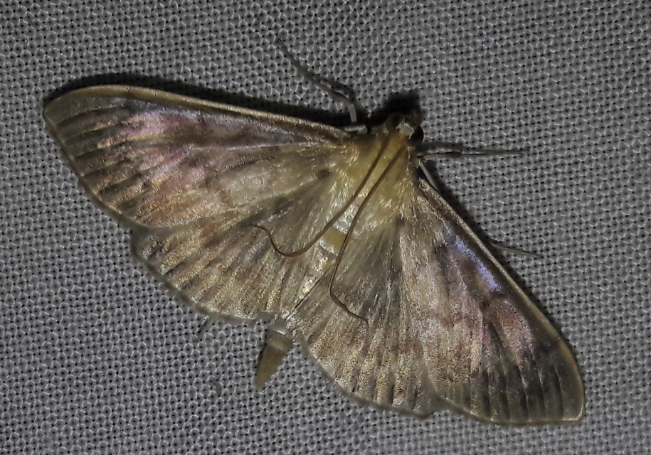 Patania ruralis - csalánevő tűzmoly