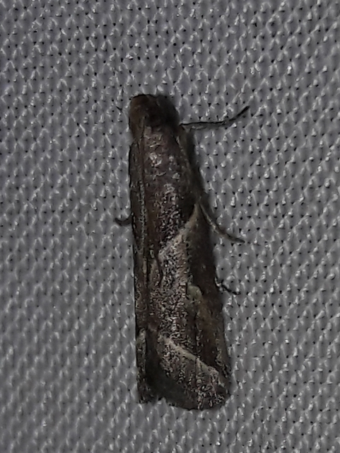 Nyctegretis lineana - agátszínű karcsúmoly