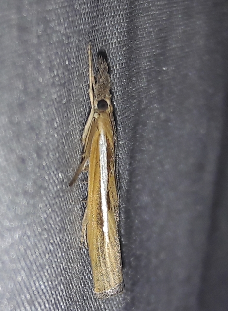 Agriphila