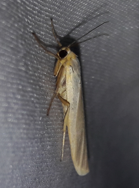 Eilema