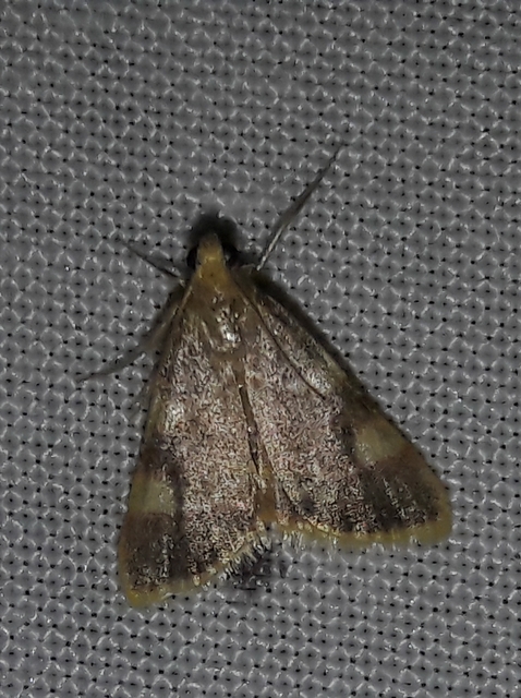 Hypsopygia costalis - szénailonca