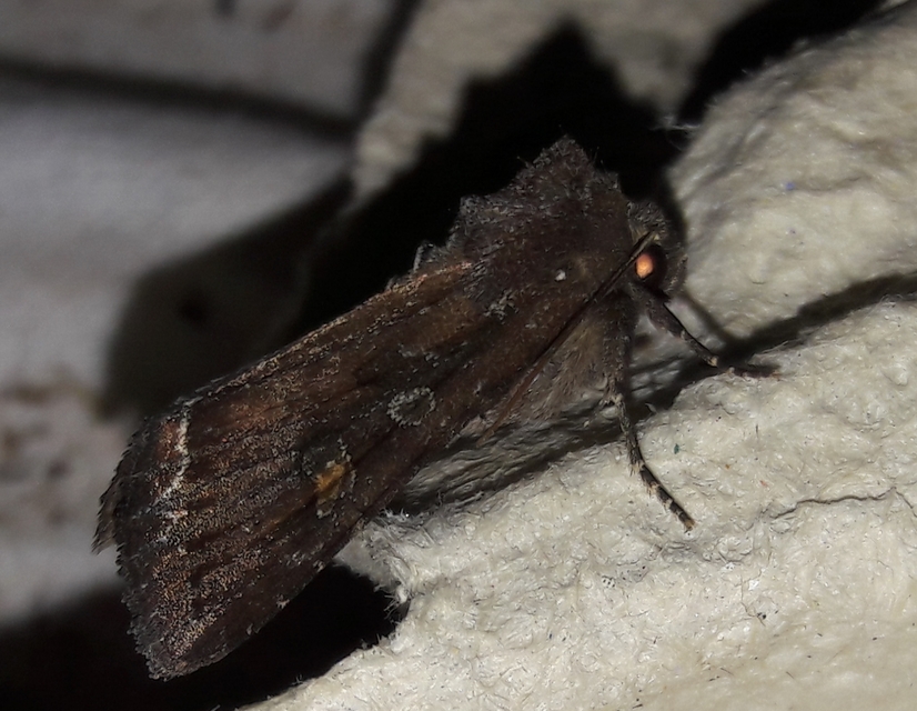 Lacanobia oleracea - saláta-kertibagoly