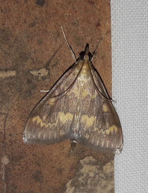 Ostrinia nubilalis - kukoricamoly