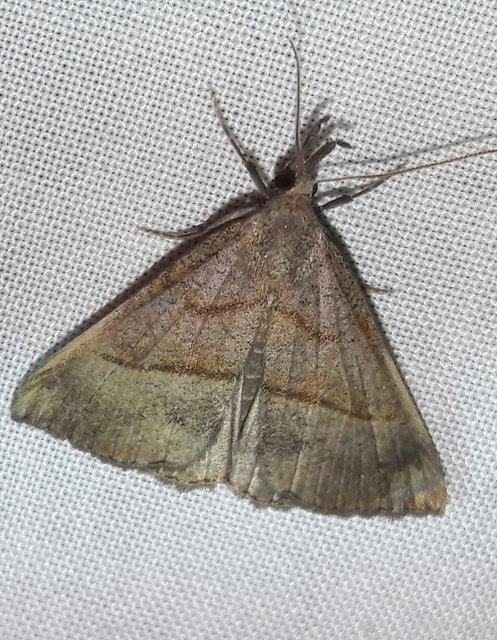 Hypena proboscidalis - ormányos karcsúbagoly