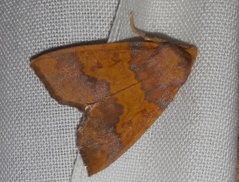 Tiliacea aurago - aranyló sárgabagoly