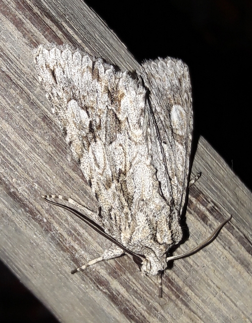 Meganephria bimaculosa - kétfoltos szilbagoly