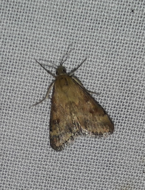 Pyrausta despicata - réti bíbormoly