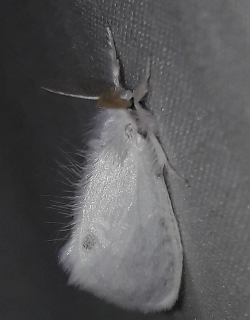 Sphrageidus similis - sárgafarú szövő
