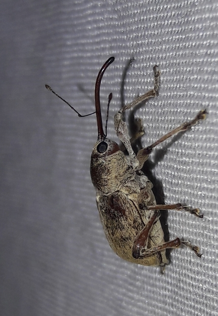 Curculio elephas - gesztenyezsuzsóka