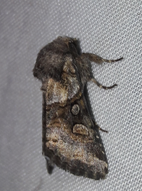 Cleoceris scoriacea - szürke liliombagoly