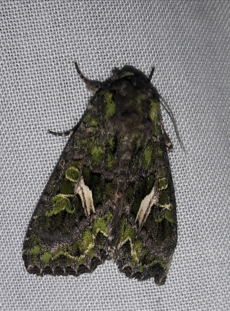 Trachea atriplicis - nyári zöldbagoly