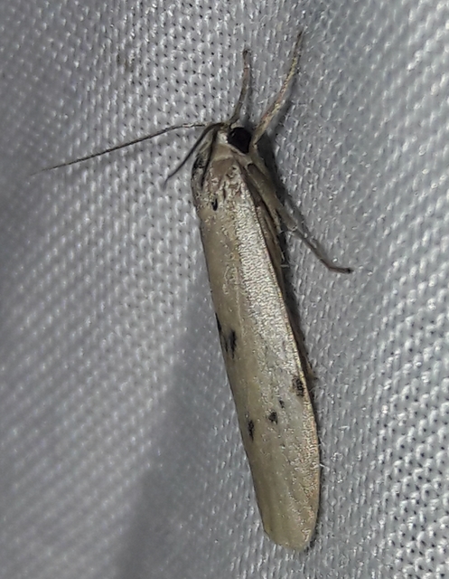 Pelosia muscerda - hamvas zuzmószövő