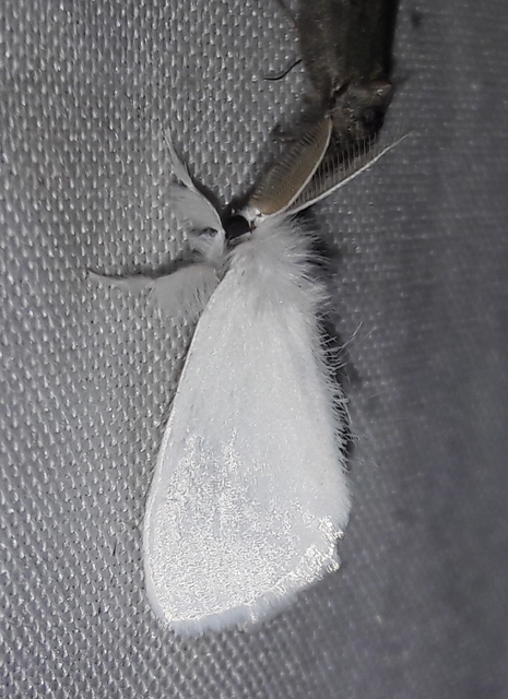 Sphrageidus similis - sárgafarú szövő