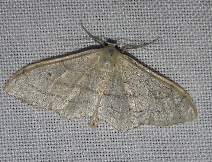 Idaea aversata - nagy sávosaraszoló