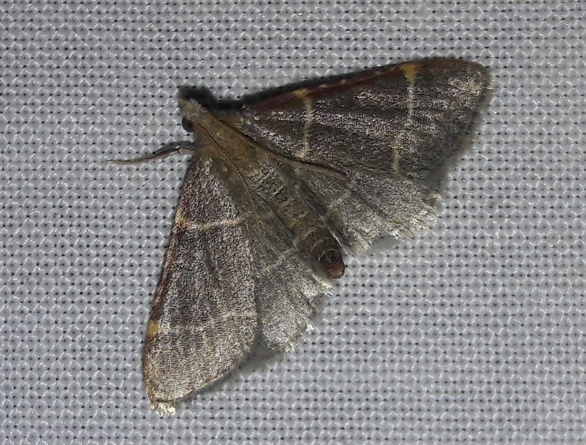 Hypsopygia glaucinalis - rezes fényilonca