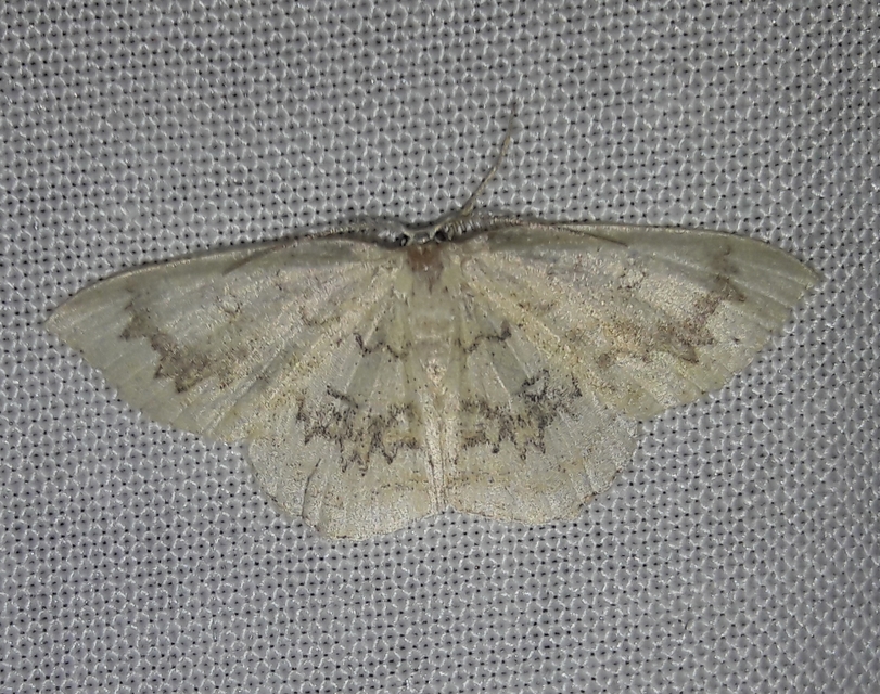 Cyclophora annularia - gyűrűs pettyesaraszoló