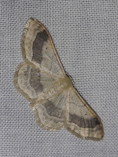 Idaea aversata - nagy sávosaraszoló
