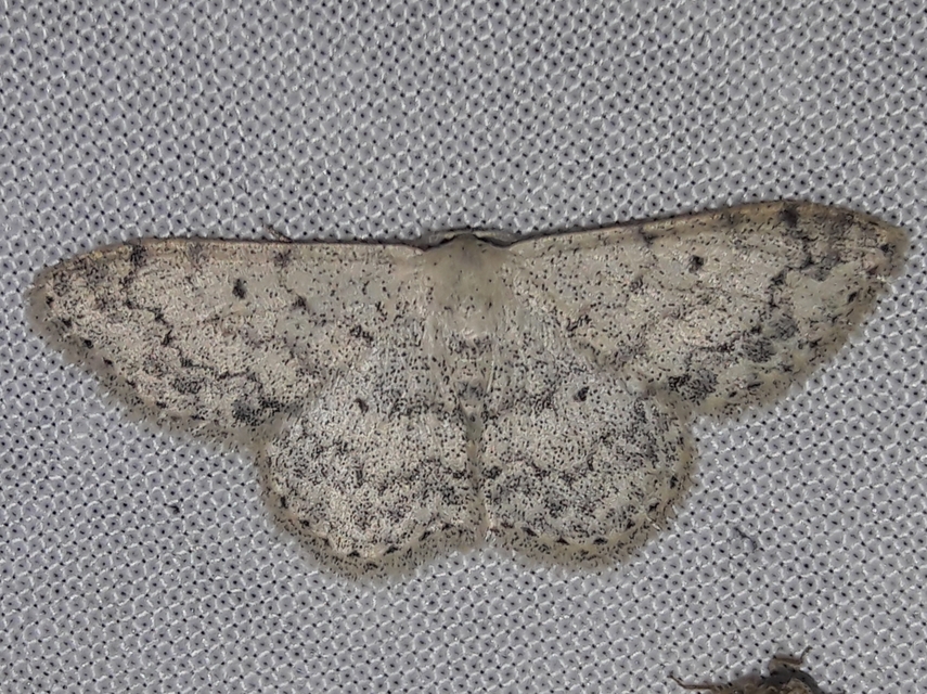 Scopula marginepunctata - pettyes sávosaraszoló