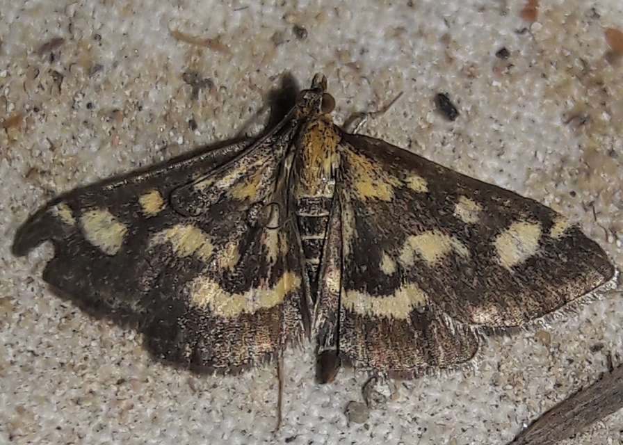Pyrausta purpuralis - közönséges bíbormoly