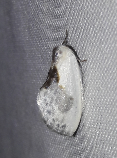 Cilix glaucata - törpe sarlósszövő