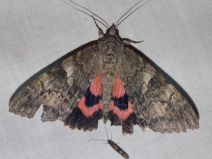 Catocala nupta - piros övesbagoly