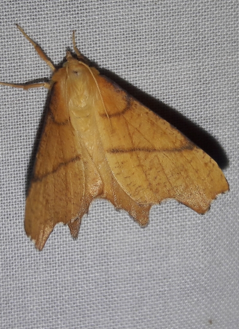 Ennomos erosaria - hársfa-levélaraszoló